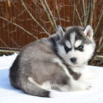 Glowy-female-Siberian-husky-puppy-for-sale-2