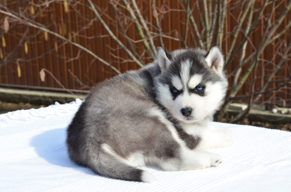Glowy Siberian Husky Glowy Siberian Husky