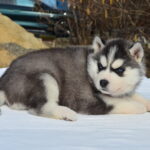 Glowy-female-Siberian-husky-puppy-for-sale-3