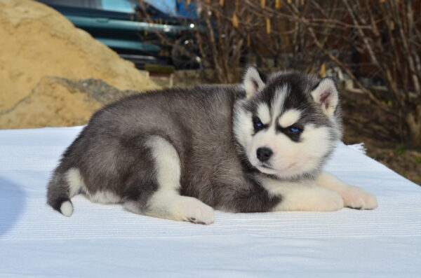 Glowy Siberian Husky Glowy Siberian Husky