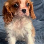 Gootsie-female-Cavalier-puppy-for-sale-1