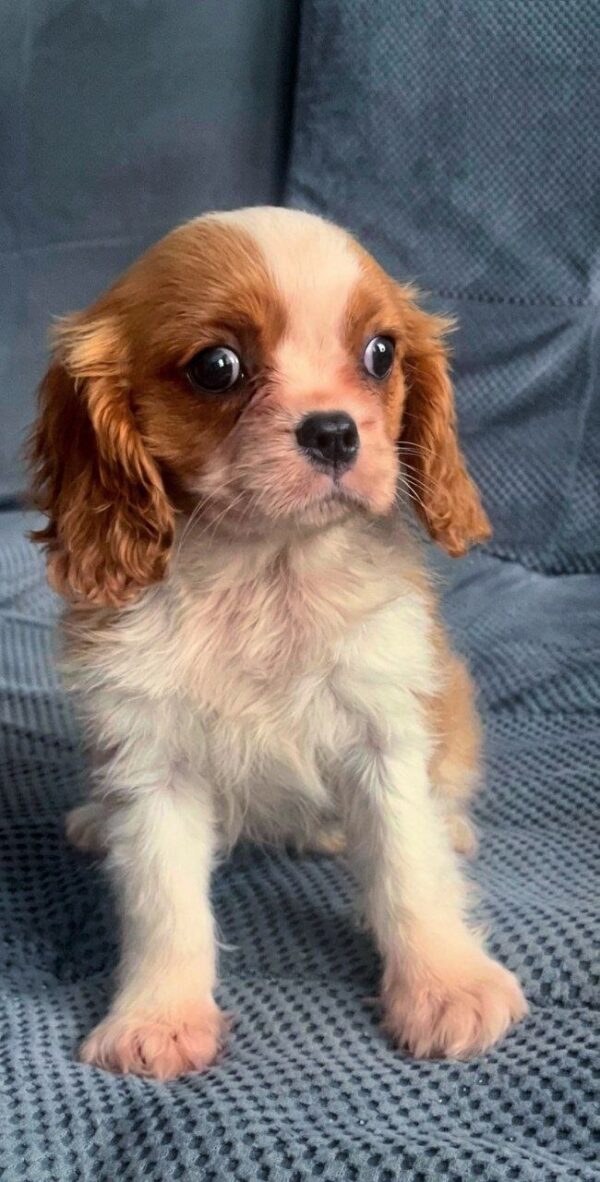 Gootsie Cavalier King Charles Spaniel Gootsie Cavalier King Charles Spaniel