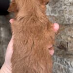 Gossamer-female-Maltipoo-puppy-for-sale-1