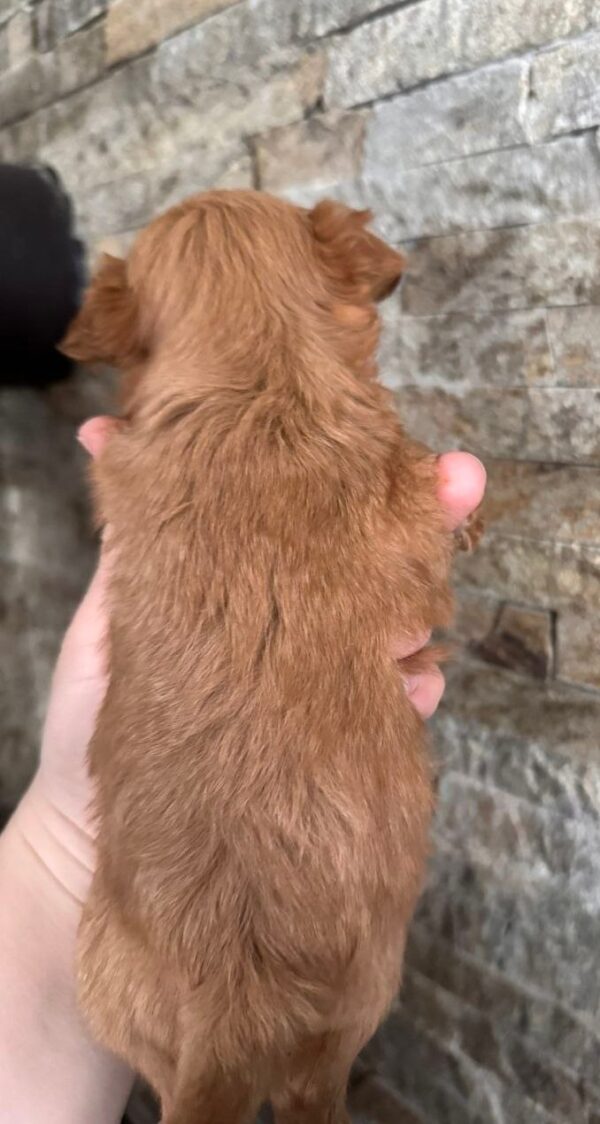 Gossamer Maltipoo Gossamer Maltipoo