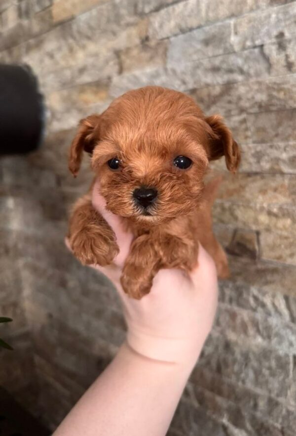 Gossamer Maltipoo Gossamer Maltipoo