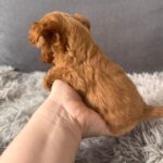Gossamer-female-Maltipoo-puppy-for-sale-3