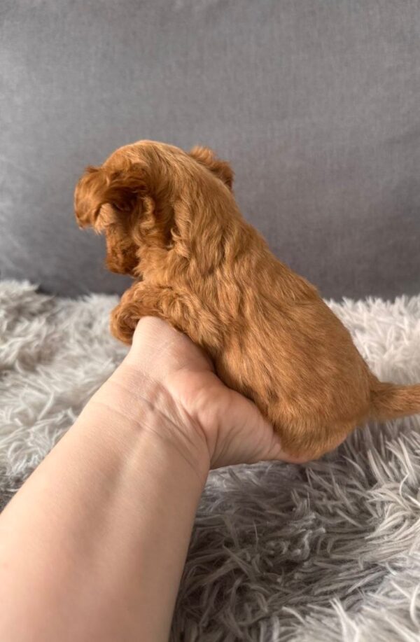 Gossamer Maltipoo Gossamer Maltipoo