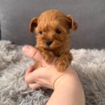 Gossamer-female-Maltipoo-puppy-for-sale-4