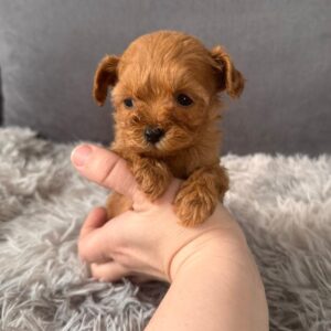 Gossamer Maltipoo Gossamer Maltipoo