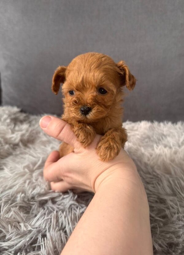 Gossamer Maltipoo Gossamer Maltipoo