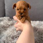 Gossamer-female-Maltipoo-puppy-for-sale-5