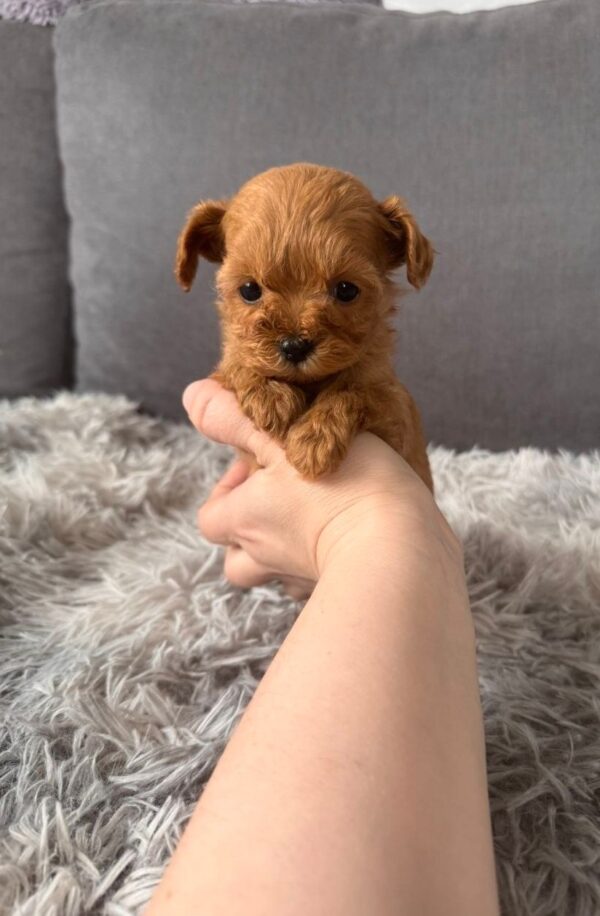 Gossamer Maltipoo Gossamer Maltipoo