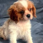 Gots-male-Cavalier-puppy-for-sale-1