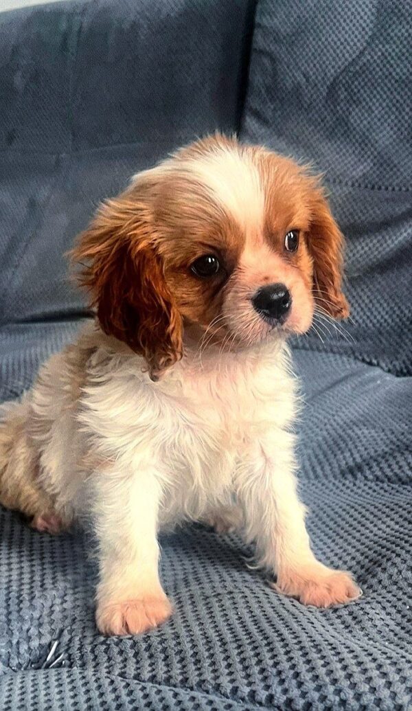 Gots Cavalier King Charles Spaniel Gots Cavalier King Charles Spaniel
