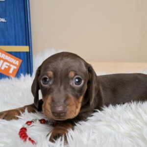 Greta Miniature Dachshund Greta Miniature Dachshund