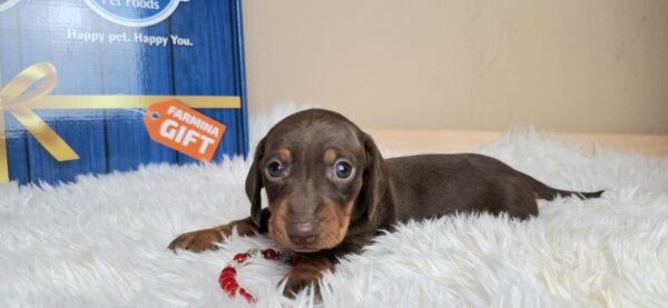 Greta Miniature Dachshund Greta Miniature Dachshund