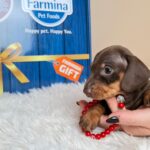 Greta-female-miniature-dacjshund-puppy-for-sale- (2)