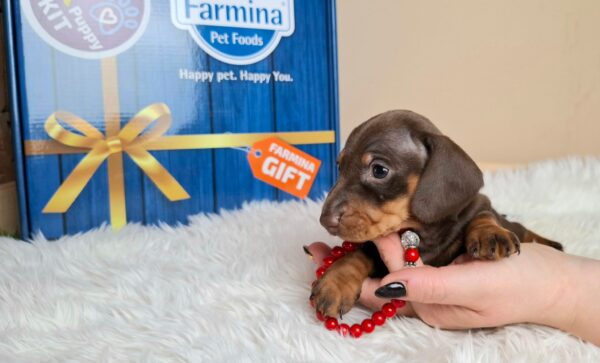 Greta Miniature Dachshund Greta Miniature Dachshund