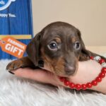 Greta-female-miniature-dacjshund-puppy-for-sale- (3)