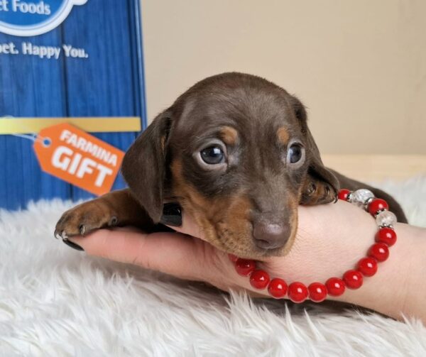 Greta Miniature Dachshund Greta Miniature Dachshund