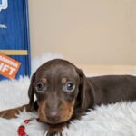Greta-female-miniature-dacjshund-puppy-for-sale- (4)