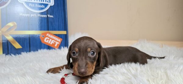 Greta Miniature Dachshund Greta Miniature Dachshund