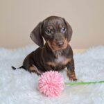 Greta-female-miniature-poodle-puppy-for-sale- (1)