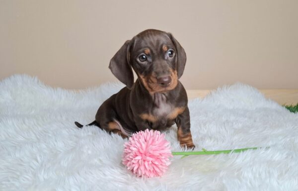 Greta Miniature Dachshund Greta Miniature Dachshund