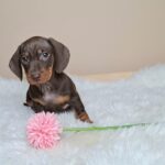 Greta-female-miniature-poodle-puppy-for-sale- (2)