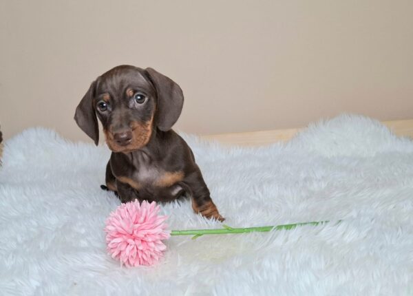 Greta Miniature Dachshund Greta Miniature Dachshund