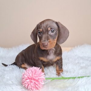 Greta Miniature Dachshund Greta Miniature Dachshund