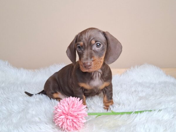 Greta Miniature Dachshund Greta Miniature Dachshund