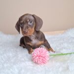 Greta-female-miniature-poodle-puppy-for-sale- (4)