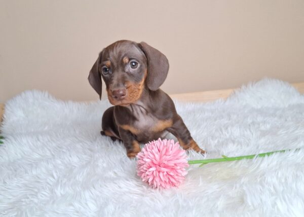 Greta Miniature Dachshund Greta Miniature Dachshund