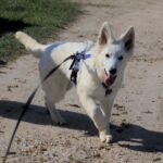 Greta-female-wss-puppy-for-sale- (1)