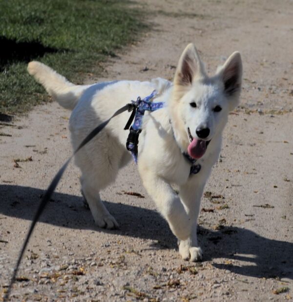 Greta White Swiss Shepherd Greta White Swiss Shepherd