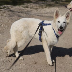 Greta White Swiss Shepherd Greta White Swiss Shepherd