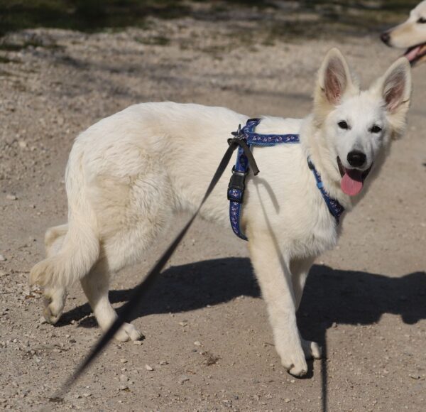Greta White Swiss Shepherd Greta White Swiss Shepherd