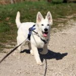 Greta-female-wss-puppy-for-sale- (3)