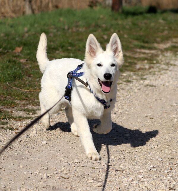 Greta White Swiss Shepherd Greta White Swiss Shepherd