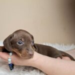 Griffin-male-miniature-dachshund-puppy-for-sale- (1)