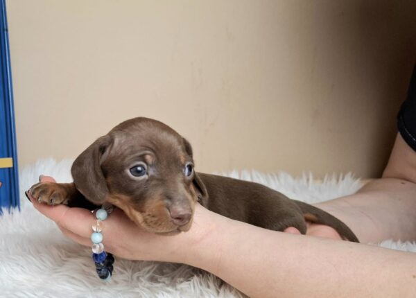 Griffin Miniature Dachshund Griffin Miniature Dachshund