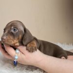 Griffin-male-miniature-dachshund-puppy-for-sale- (2)