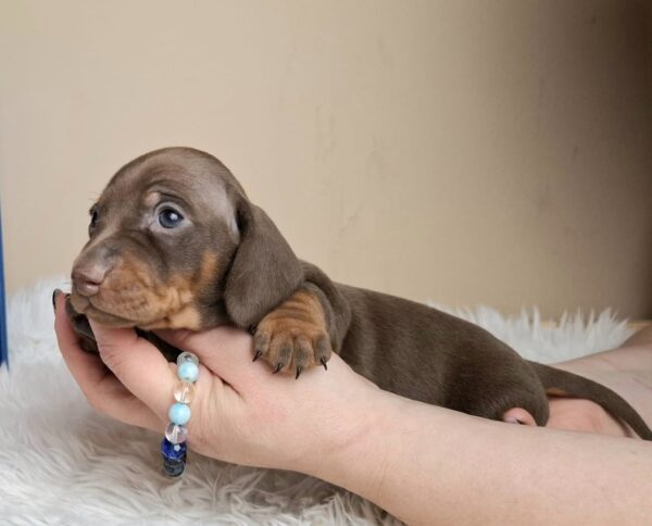 Griffin Miniature Dachshund Griffin Miniature Dachshund