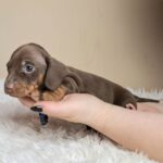 Griffin-male-miniature-dachshund-puppy-for-sale- (3)