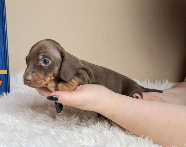 Griffin Miniature Dachshund Griffin Miniature Dachshund