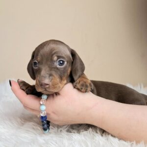 Griffin Miniature Dachshund Griffin Miniature Dachshund