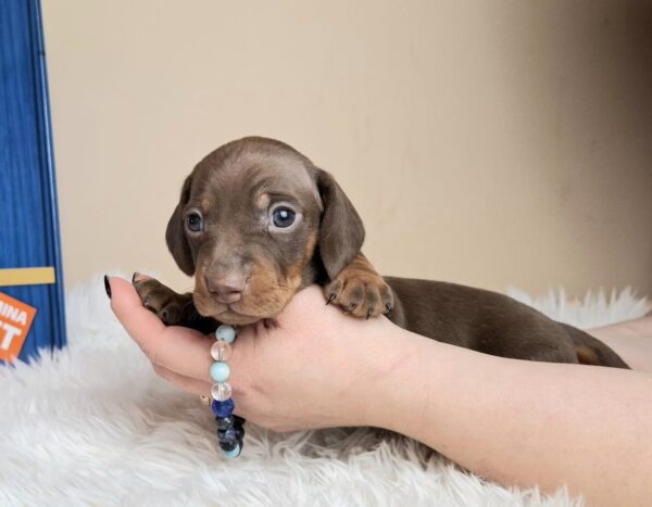 Griffin Miniature Dachshund Griffin Miniature Dachshund