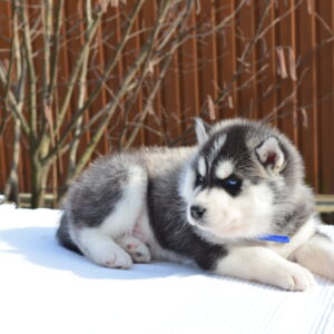 Grogo Siberian Husky Grogo Siberian Husky