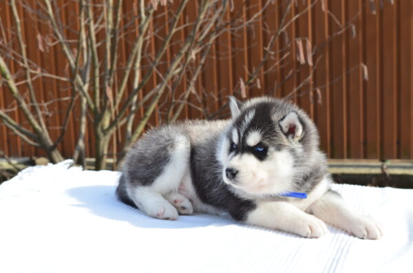 Grogo Siberian Husky Grogo Siberian Husky